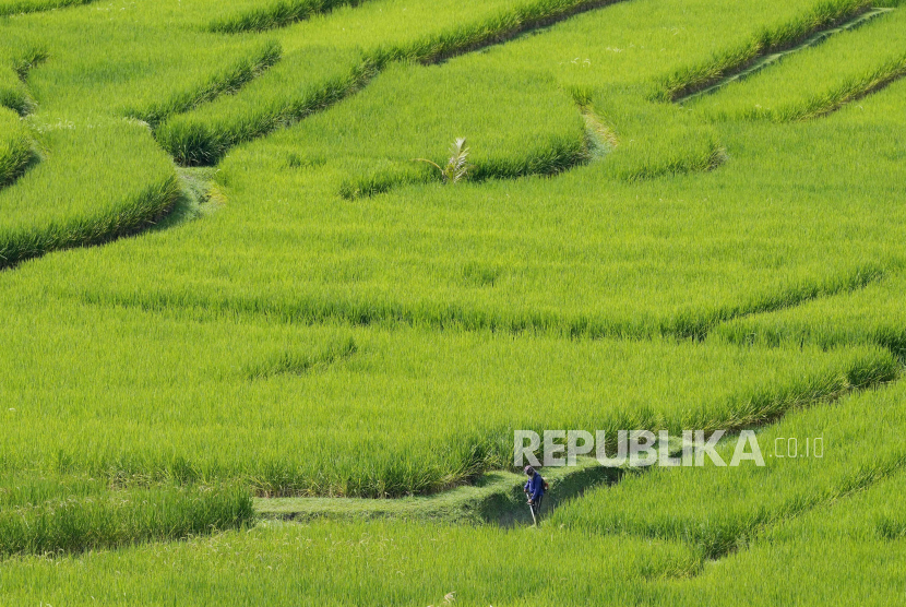 Seorang petani bekerja di ladang dengan sistem irigasi teras tradisional yang disebut subak di Jatiluwih di Tabanan, Bali.