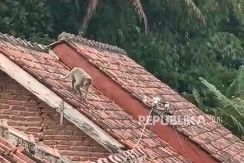 Tangkapan layar video monyet liar yang dilaporkan berkeliaran di permukiman warga wilayah Desa Kalapagunung, Kecamatan Kramatmulya, Kabupaten Kuningan, Jawa Barat.