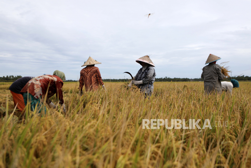 Petani memanen padi di sawah di Aceh Besar, Indonesia.