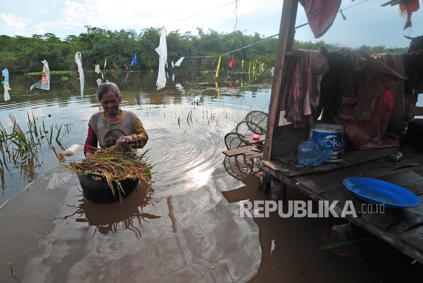 Petani membawa hasil panen dini padi di sawah yang terendam banjir (ilustrasi). Ratusan hektare sawah di Aceh Utara terancam puso akibat banjir.