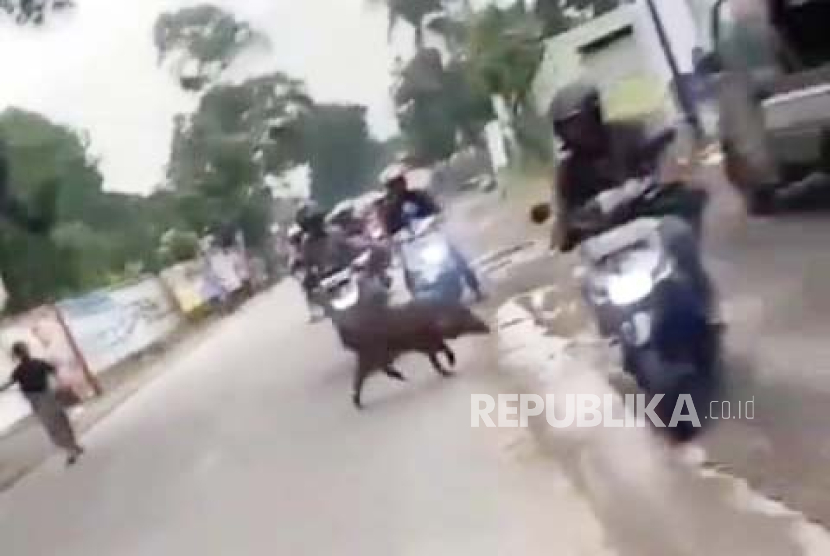 Tangkapan layar Rekaman video yang memperlihatkan seekor babi hutan berkeliaran di jalan raya lalu menepi ke pinggir jalan dan masuk ke halaman kantor Kecamatan Pameungpeuk, Kabupaten Bandung viral di media sosial. 