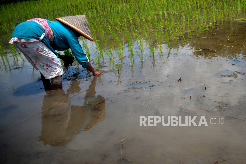 Petani menanam padi sendirian di persawahan kawasan Trihanggo, Sleman, Yogyakarta, Rabu (13/12/2023).