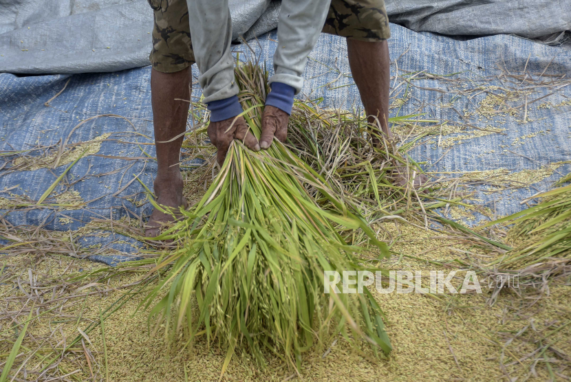 Petani merontokkan padi di lahan persawahan di Soreang, Kabupaten Bandung, Jawa Barat, Senin (6/11/2023). Berdasarkan keterangan petani, saat ini harga gabah kering di tingkat petani naik hingga Rp750 ribu per kuintal. Nilai harga tersebut mengalami perubahan dari harga sebelumnya yang hanya Rp500 ribu. Kenaikan tersebut diakibatkan oleh pasokan panen padi yang berkurang karena faktor musim kemarau.