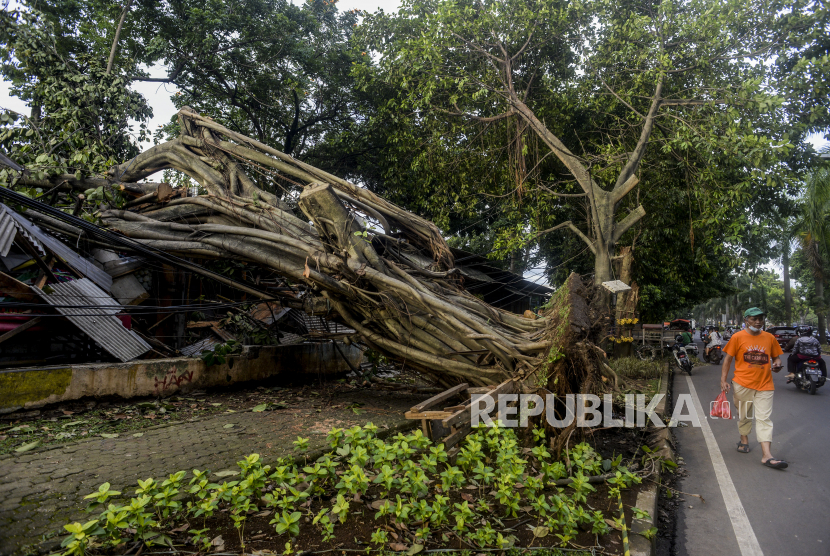 Warga berjalan di dekat pohon yang tumbang di Jalan Abdullah Bin Nuh, Kota Bogor, Jawa Barat. Pada Senin (29/8/2022), Kota Bogor dilanda sebanyak 37 bencana akibat hujan dan angin.