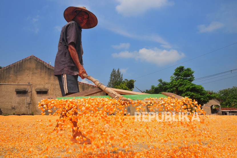 Pekerja menjemur jagung di Desa Wegil, Sukolilo, Pati, Jawa Tengah, Senin (13/11/2023). Sebanyak 20 ribu ton jagung pakan impor telah masuk ke Indonesia pada Rabu.
