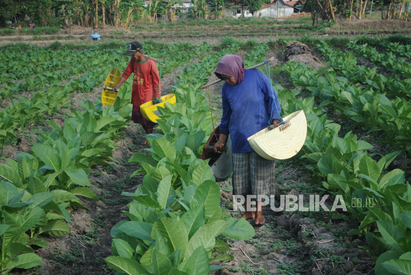 Petani menyiram tanaman tembakau di Desa Dasok, Pamekasan, Jawa Timur, Rabu (2/6/2021).