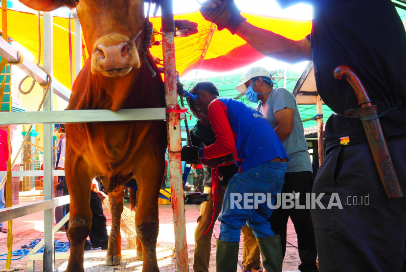 Petugas penyembelihan mengikatkan sapi ke alat perebah sapi qurban di Masjid Al Furqan, Kujangsari, Bandung, Jumat (31/7). Alat ini membuat proses merebahkan sapi sebelum disembelih menjadi lebih manusiawi.