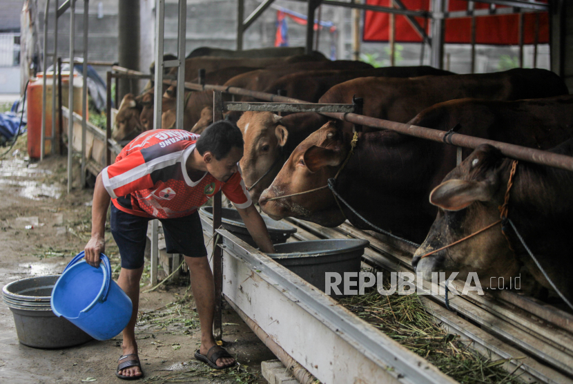 Pedagang memberi makan sapi di kawasan Karet Tengsin, Jakarta, (29/5/2024). Menjelang Hari Raya Idul Adha, pedagang hewan kurban musiman mulai banyak bermunculan di Jakarta. Sapi-sapi dengan jenis brahman, limosin, metal dan jawa tersebut dijual dengan harga Rp 25-40 juta tergantung jenis dan berat bobotnya.