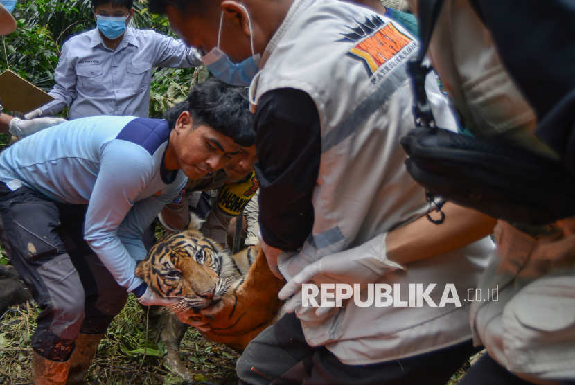 Dokter hewan dan tim gabungan mengevakuasi seekor harimau sumatera (Panthera tigris sumatrae) yang telah dibius di hutan Nagari Tigo Balai, Matur, Agam, Sumatera Barat, Rabu (12/3/2025). BKSDA Sumbar bersama Tim Patroli Anak Nagari (Pagari) Baringin dan pihak terkait mengevakuasi harimau sumatera yang masuk ke kandang jebak karena memangsa ternak warga itu kemudian dibawa ke lokasi rehabilitasi untuk observasi. 