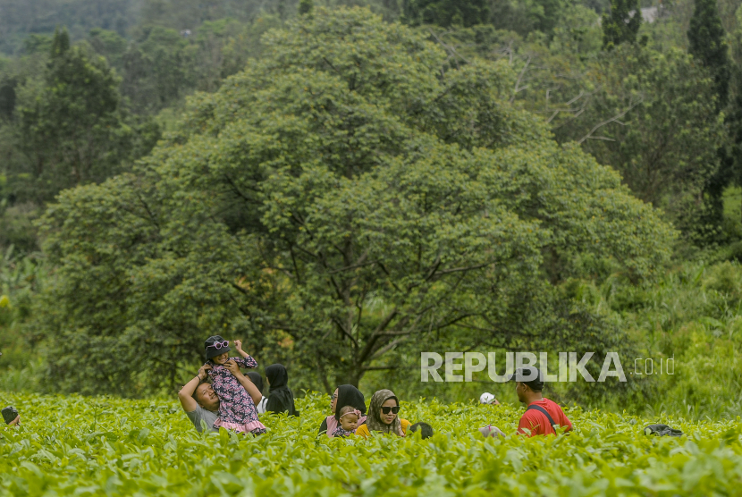 Sejumlah warga berwisata di kawasan kebun teh Puncak, Bogor, Jawa Barat, Kamis (3/3/2023).Setengah Juta Orang Diperkirakan Padati Puncak dalam Sehari Selama Libur Lebaran