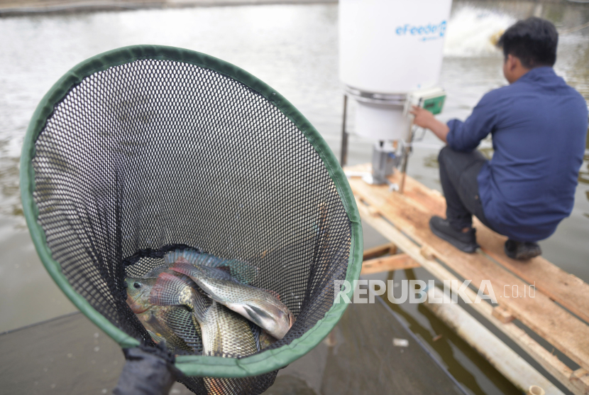 Pembudidaya menjaring ikan saat acara panen raya ikan nila di Sukabumi, Jawa Barat, Kamis (3/10/2024). 