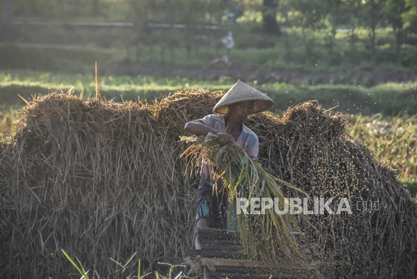 Seorang buruh tani merontokan padi hasil panen di persawahan Kelurahan Sayang-Sayang, Mataram, NTB, Selasa (30/3). Badan Pusat Statistik (BPS) menyatakan terdapat penurunan harga gabah kering panen (GKP) maupun gabah kering giling (GKG) sepanjang bulan Maret 2021. 