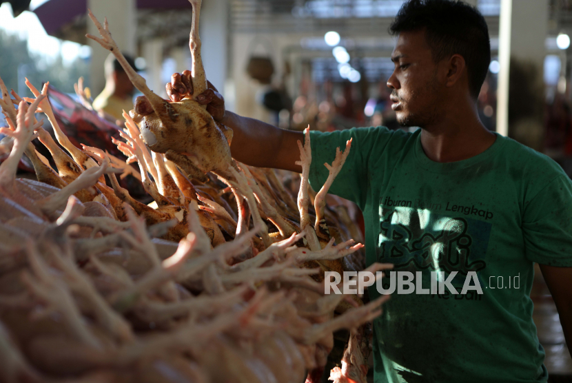 Seorang pedagang menata ayam petik di pasar tradisional (ilustrasi). Harga ayam di Medan bertahan mahal.