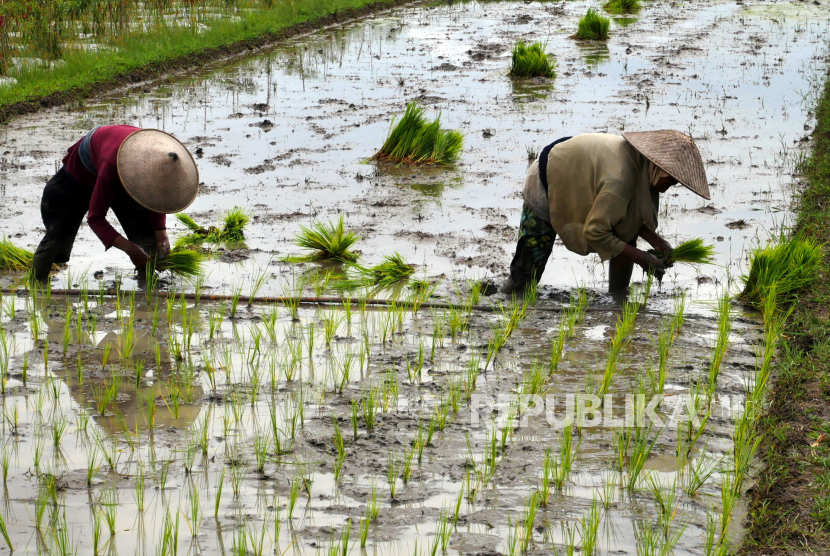 Buruh tanam menanam padi di Sendangmulyo, Minggir, Sleman, DI Yogyakarta. 