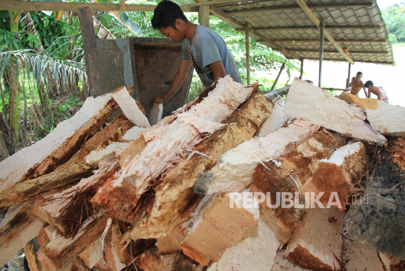 Pekerja memilah dan memotong pohon sagu untuk pengolahan tepung sagu, di Desa Pasi Aceh Tunong, Kecamatan Meureubo, Aceh Barat, Aceh, Minggu (31/1/2021).