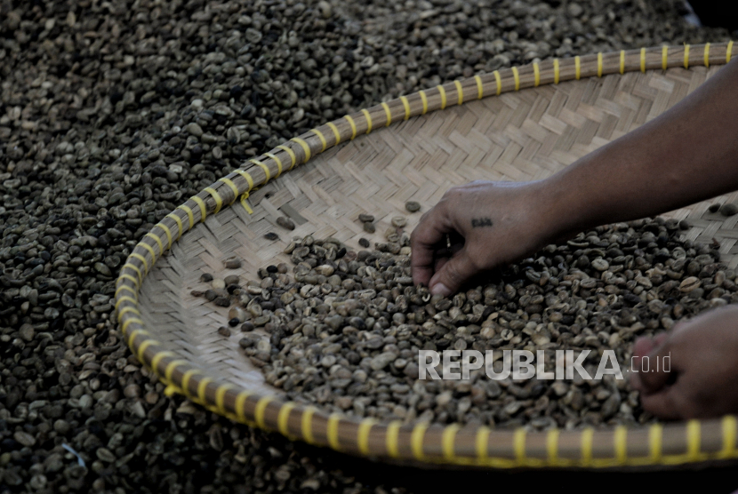 Pekerja menyortir biji kopi robusta. Kopi robusta Lombok didorong untuk go internation dengan memanfaatkan momen MotoGP.