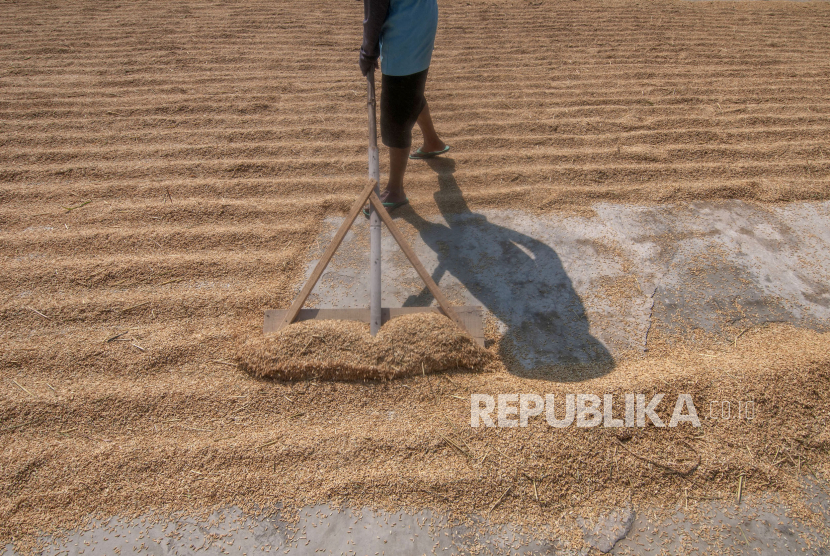 Petani menjemur gabah (ilustrasi). Pabrik penggilingan beras di Kabupaten Majalengka memilih untuk mendatangkan gabah dari luar daerah. 