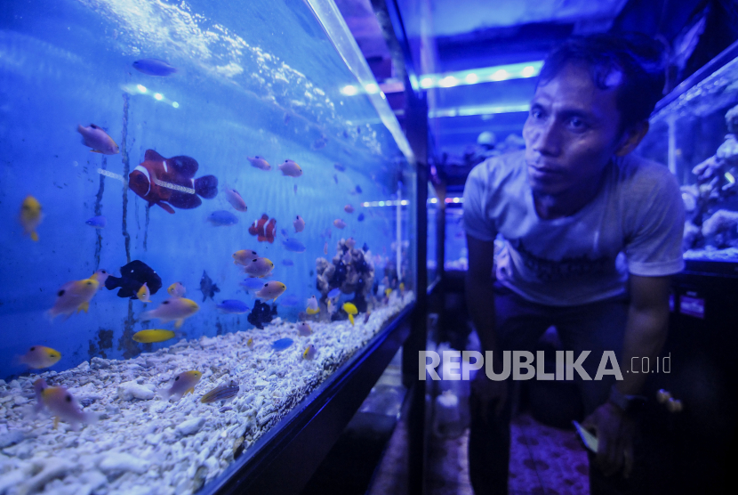 Ekspor Ikan Hias Indonesia Anjlok | Republika Online