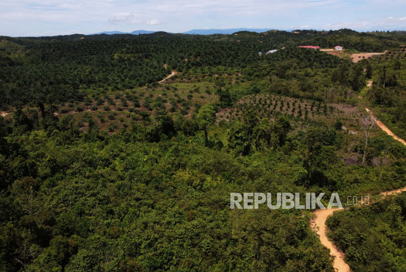 Kondisi hutan di sekitar kawasan Gunung Landono yang telah ditanami kelapa sawit oleh perusahaan luar di Kecamatan Landono, Konawe Selatan, Sulawesi Tenggara. 