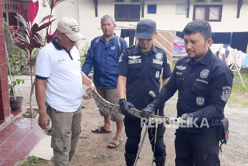 Seekor ular sanca kembang (Python reticulatus) yang berhasil ditangkap warga di Desa Susukan, Kecamatan Cipicung, Kabupaten Kuningan, diserahkan kepada petugas pemadam kebakaran setempat. 