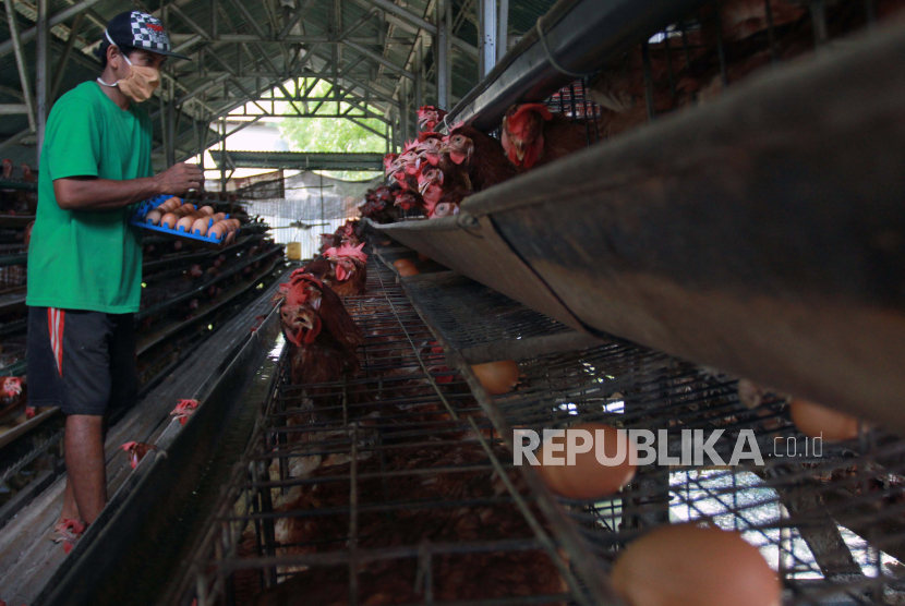 Seorang peternak mengambil telur ayam ras di Gunung Sindur, Bogor, Jawa Barat, Rabu (7/10/2020). Telur ayam ras yang menjadi salah satu penyumbang deflasi September 2020 itu dijual Rp18.500 per kilogram di tingkat pengecer. 
