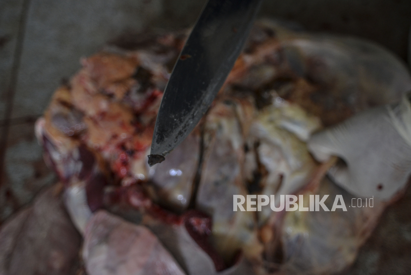 Petugas menunjukkan cacing hati di dalam daging hewan kurban yang telah disembelih (ilustrasi). Daging kurban terpapar cacing hati harus dibakar dan dikubur.