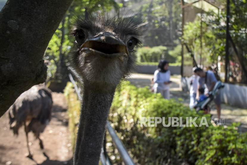 Pengunjung berada di dekat kandang burung unta di Bandung Zoo, Kota Bandung.