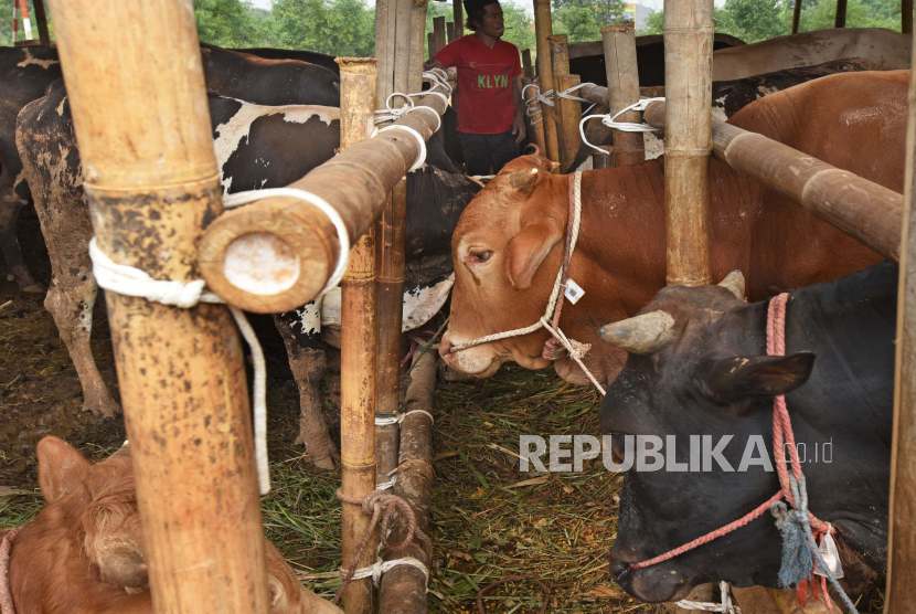 Pedagang memeriksa sapi di sentra penjualan hewan kurban. 