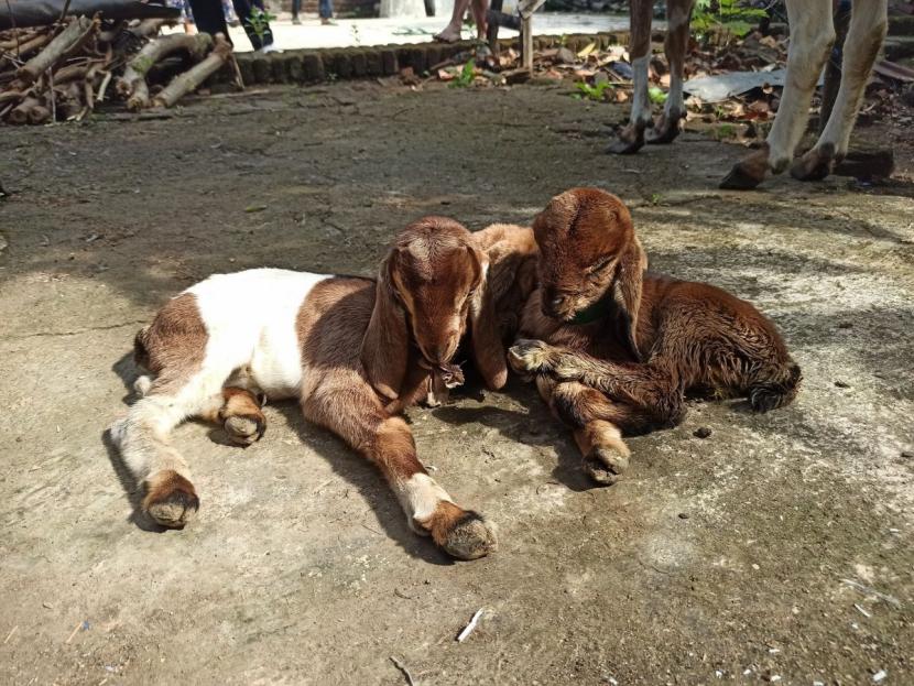 Anak kambing berkaki 3 di Ponorogo. (Foto: Mita Kusuma/jatimnow.com)