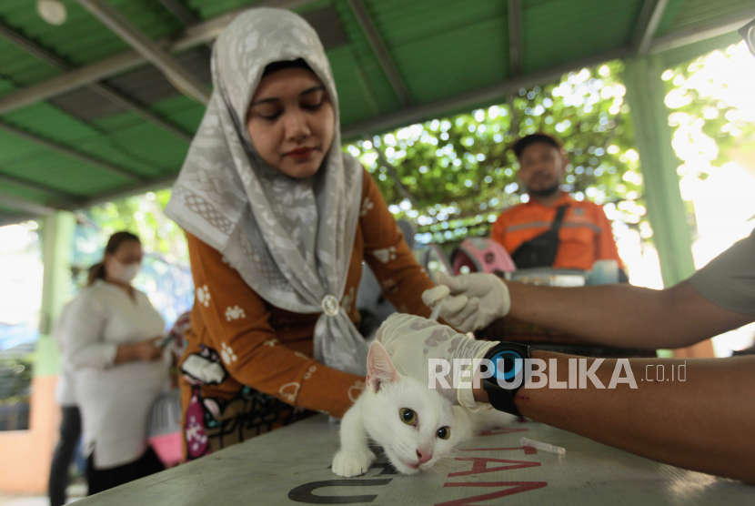 Petugas menyuntikan vaksin rabies kepada kucing. Puluhan kucing mati di Sunter, Pemprov DKI sebut sudah periksa otak kucing.