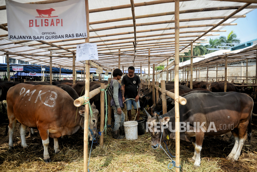 Petugas memberikan pakan hewan kurban dijajakan di tempat penjualan hewan kurban di Jalan Dr. Sumarno, Pulo Gadung, Jakarta Timur, Jumat (1/7/2022). Menurut pedagang, seluruh hewan kurban miliknya dilakukan pemeriksaan kesehatan secara rutin serta ditempatkan di kandang karantina sebelum dijual guna mengantisipasi oenyebaran penyakit mulut kuku (PMK). Sementara, Pemprov DKI Jakarta resmi melepaskan sebanyak 865 petugas pemeriksa kesehatan hewan dan daging kurban di seluruh DKI Jakarta sebagai upaya menjaga dan memastikan hewan kurban dalam keadaan sehat saat menunaikan ibadah Idul Adha 1443 hijriah. Republika/Thoudy Badai