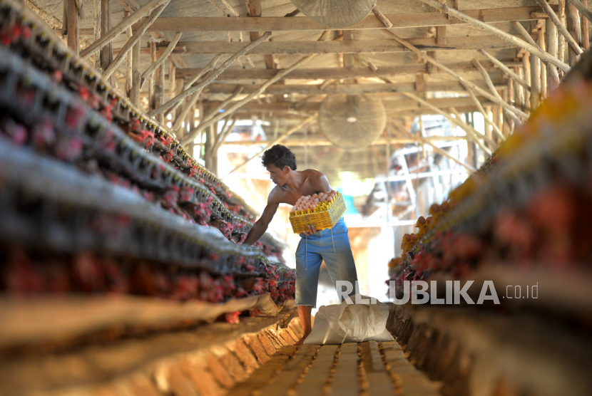 Pekerja mengambil telur ayam negeri di Peternakan Ayam Petelur  (ilustrasi)