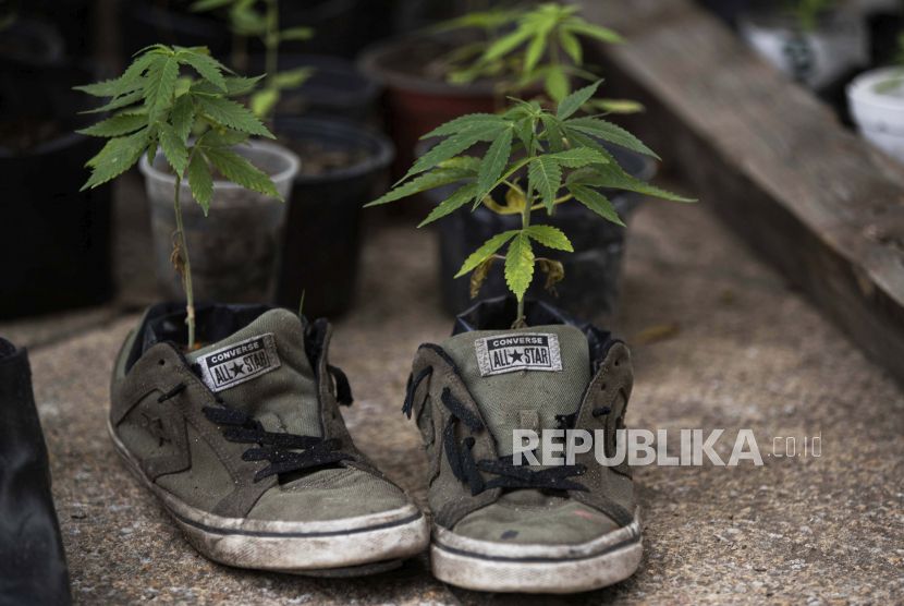  Tanaman ganja (ilustrasi). Badan Pengawas Narkotika Thailand memutuskan untuk menghapus tanaman ganja dari daftar narkotika kategori 5.