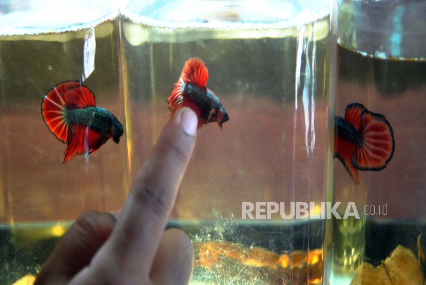Manfaat Hobi Pelihara Ikan Hias Guppy Dan Cupang Republika Online
