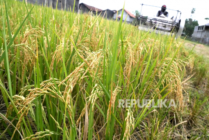 Pekerja memanen padi menggunakan mesin kecil di persawahan Kasongan, Bantul, Yogyakarta (ilustrasi). Pakar pertanian IPB mengatakan, percepatan tanam bisa mengamankan produksi beras sebelum La Nina mencapai puncaknya.
