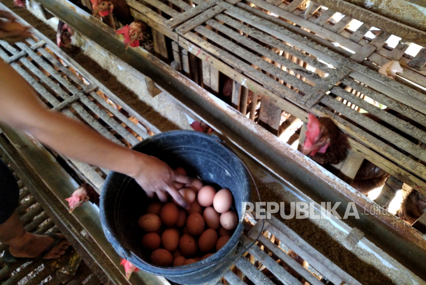 Peternak mengambil telur ayam negeri. Pengembangan klaster peternak telur perlu dilakukan untuk meningkatkan produksi telur ayam di Jabar.