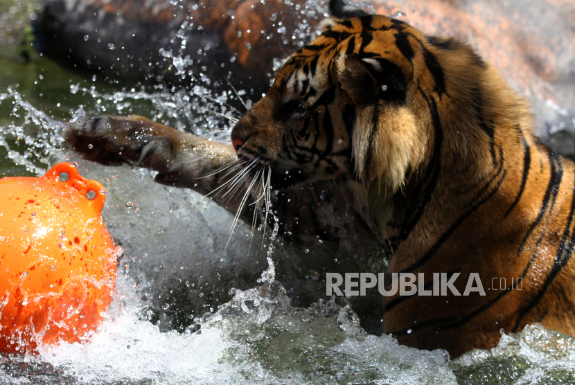 Seekor harimau Sumatra (Panthera tigris sumatrae)