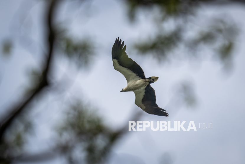 Satwa langka burung elang laut dada putih (Haliaeetus leucogaster)