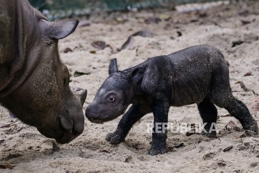 Seekor induk badak sumatra (Dicerorhinus sumatrensis) Ratu (23) menemani anaknya berjenis kelamin betina yang baru lahir di Suaka Rhino Sumatera, Taman Nasional Way Kambas (SRS TNWK), Lampung Timur, Lampung, Sabtu (30/9/2023). Bayi badak sumatra tersebut lahir dari hasil perkawinan badak jantan bernama Andalas dan badak betina bernama Ratu pada Sabtu (30/9) pukul 01.44 WIB di Suaka Rhino Sumatera Taman Nasional Way Kambas, Lampung.