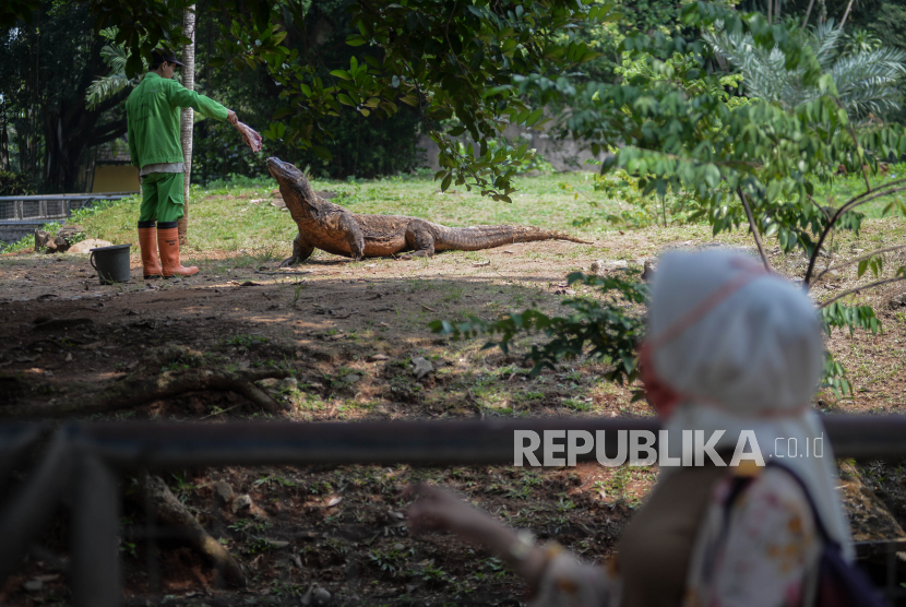 Pengunjung mengamati petugas saat memberi makan komodo dragon (Varanus komodoensis) di Taman Margasatwa Ragunan (TMR), Jakarta, Kamis (20/8). Menurut Kepala Satuan Pelaksana Promosi TMR Ketut Widarsono pada hari libur nasional kali ini tercatat Taman Margasatwa Ragunan (TMR) mengalami peningkatan sebanyak 1.480 pengunjung.