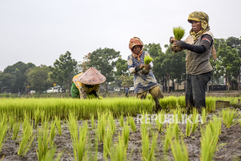 Sejumlah petani menanam padi (ilustrasi). Keberadaan kredit usaha rakyat (KUR) bidang pertanian berperan penting untuk mengurangi beban petani saat awal masa tanam.