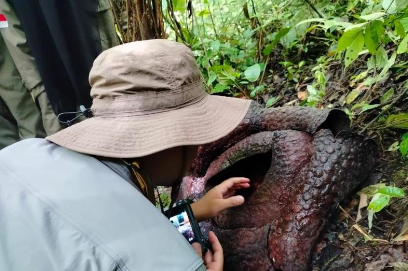 BRIN teliti rafflesia di Palupuh pastikan filogenetik di Malaysia.