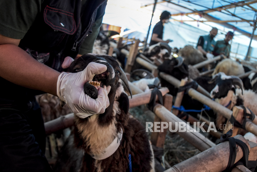 Petugas memeriksa gigi seekor kambing yang dijual di salah satu tempat penjualan hewan kurban (ilustrasi) 