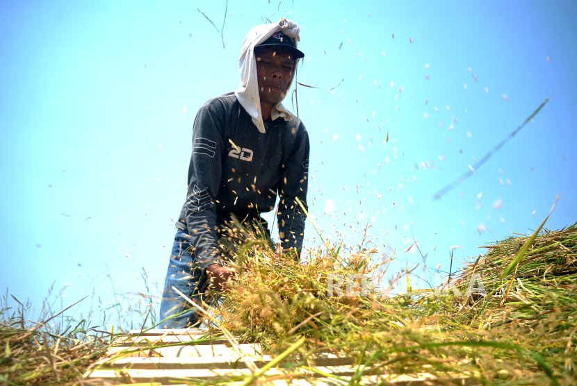 Kementan optimistis panen raya yang terjadi di berbagai daerah mampu menekan penurunan harga beras. (ilustrasi)