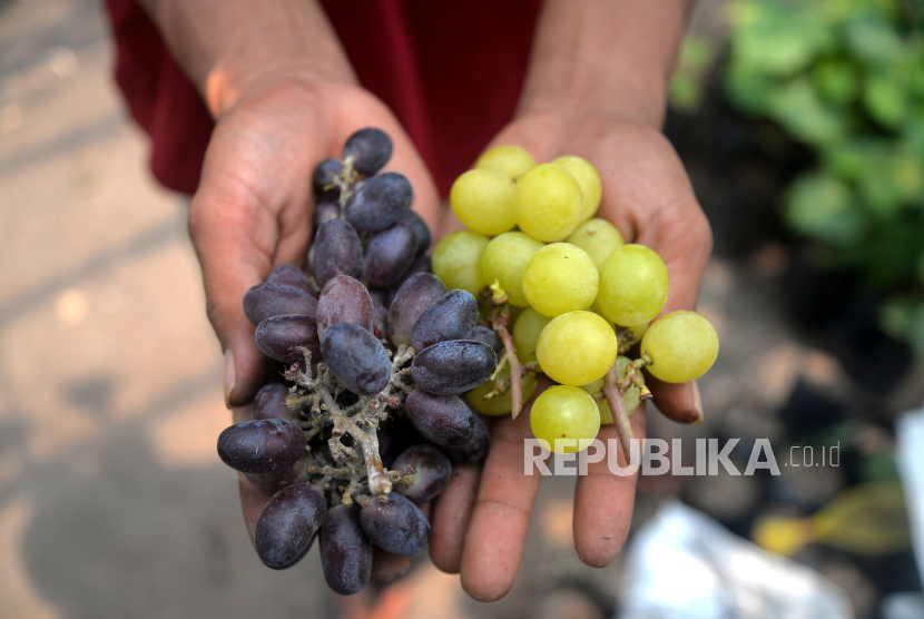 Buah anggur (ilustrasi). Sebuah studi terbaru menemukan bahwa konsumsi buah anggur setiap hari mungkin dapat membantu menjaga kesehatan dan kekuatan otot seiring bertambahnya usia. 