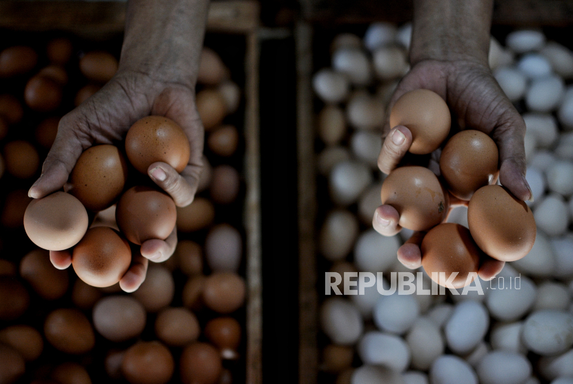 Satpol PP Provinsi Kalbar memusnahkan telur ayam Arab ilegal yang diselundupkan masuk lewat Kota Pontianak.