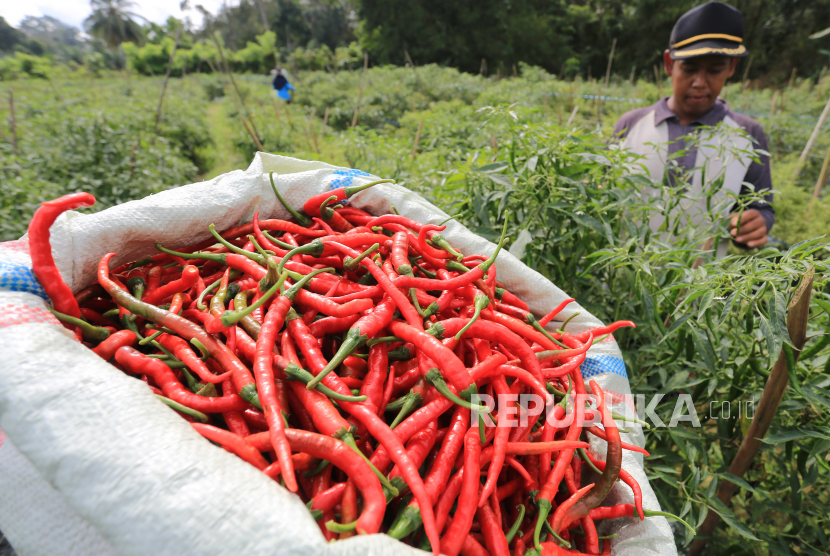 Petani memetik cabai merah saat panen. Sebulan menjelang Ramadhan 2023, harga komoditas ini mengalami kenaikan.