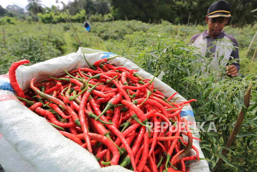 Petani memetik cabai merah saat panen di Desa Cot Seulamat, Samatiga, Aceh Barat, Aceh, Kamis (29/12/2022). Bank Indonesia (BI) memproyeksikan inflasi pada Januari 2023 akan mencapai 0,41 persen dibanding bulan sebelumnya.