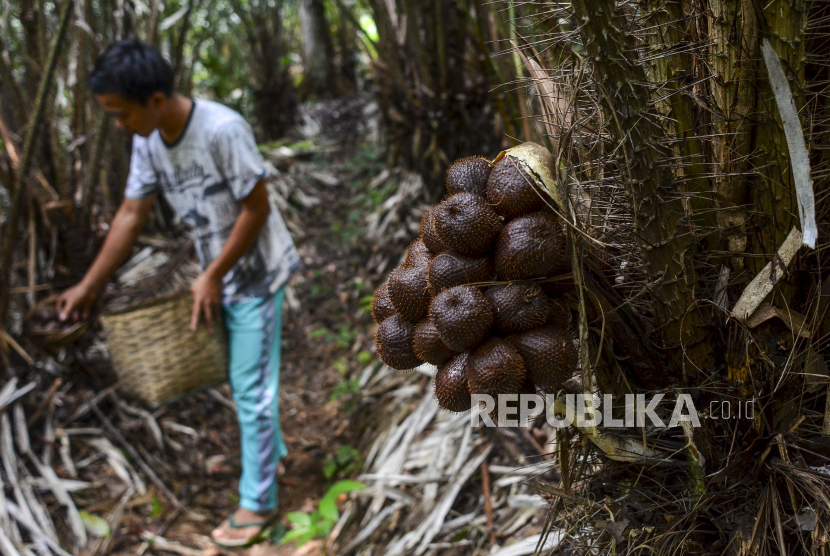 Perdana, FAO Nobatkan Salak Karangasem Bali Jadi Situs Warisan Pertanian Penting Global