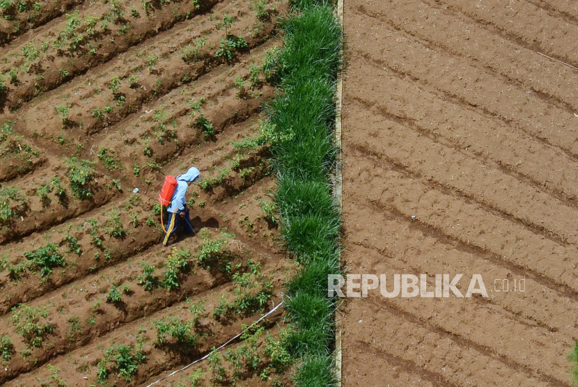 Sektor pertanian merupakan tulang punggung dalam memacu pertumbuhan ekonomi. (ilustrasi)
